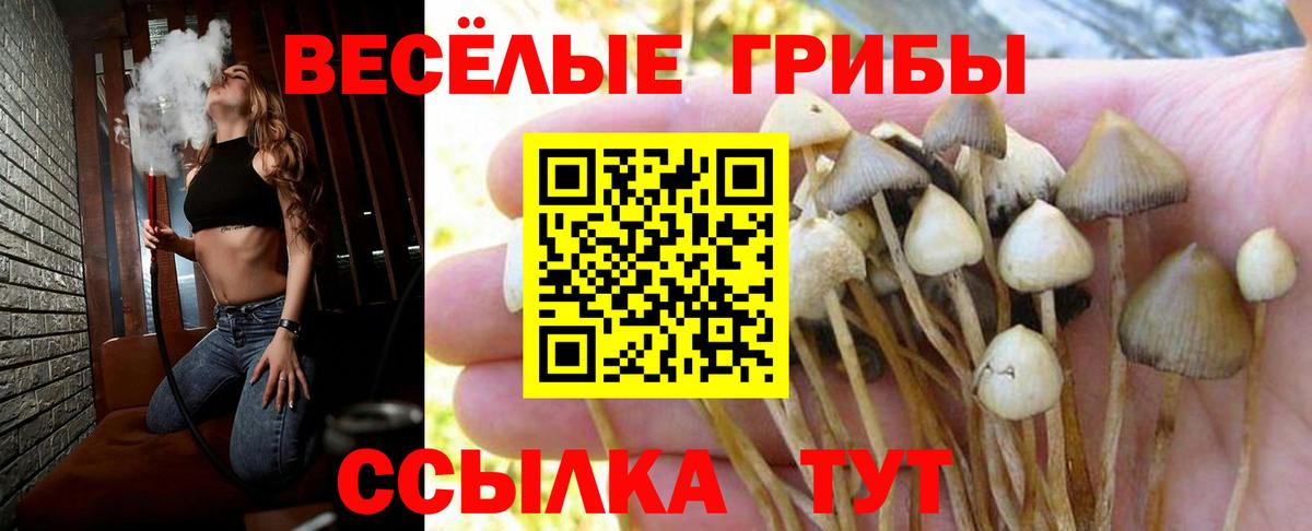 Псилоцибиновые грибы Cubensis Шумерля